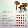 Golden Teacher Mushroom