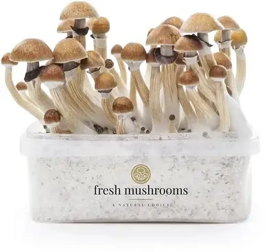 mckennaii Mushroom: Properties, Effects, and Legal Functional Alternatives mckennaii mushroom (Psilocybe cubensis) showing caramel-colored caps, thick ivory stems, and bluish bruising, ideal for educational and research purposes